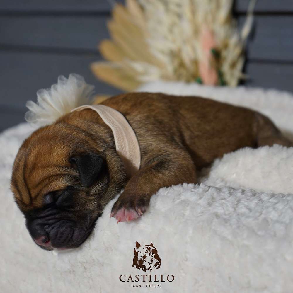 Apollo X Bvlgari Litter A