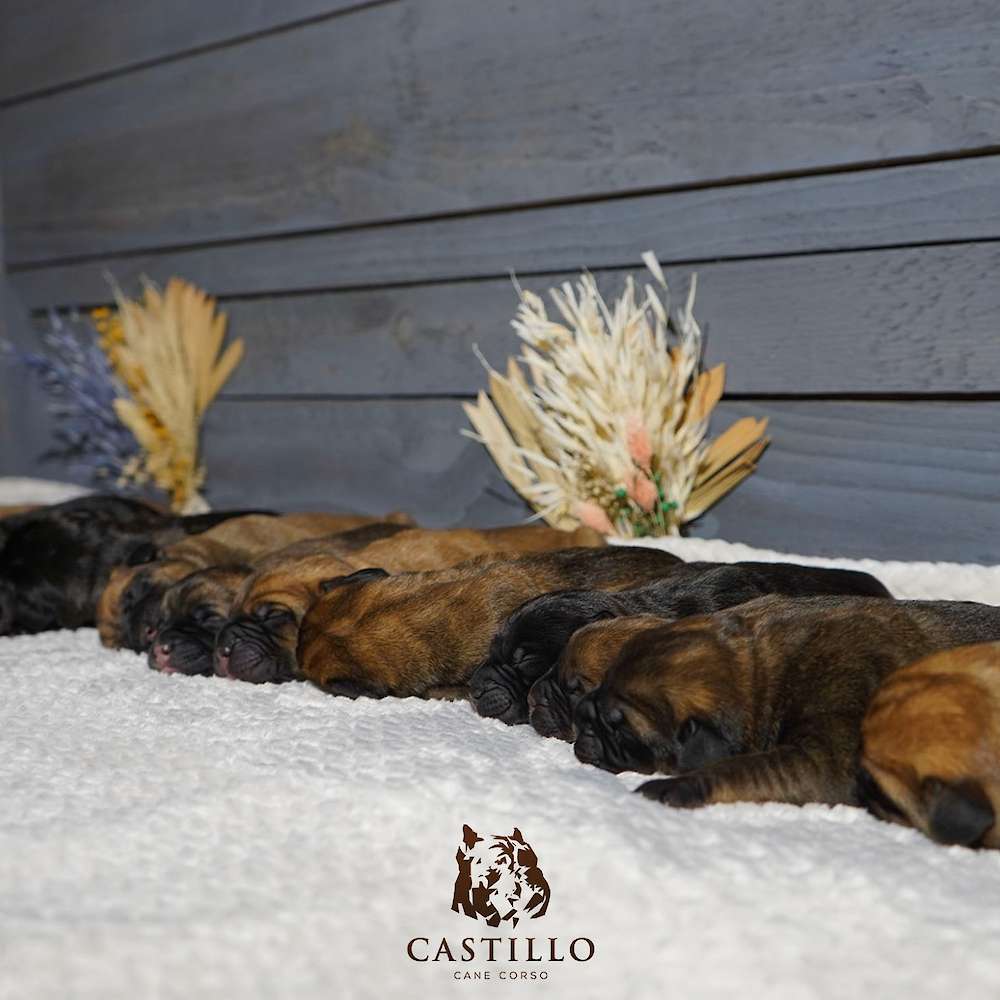 Apollo X Bvlgari Litter A