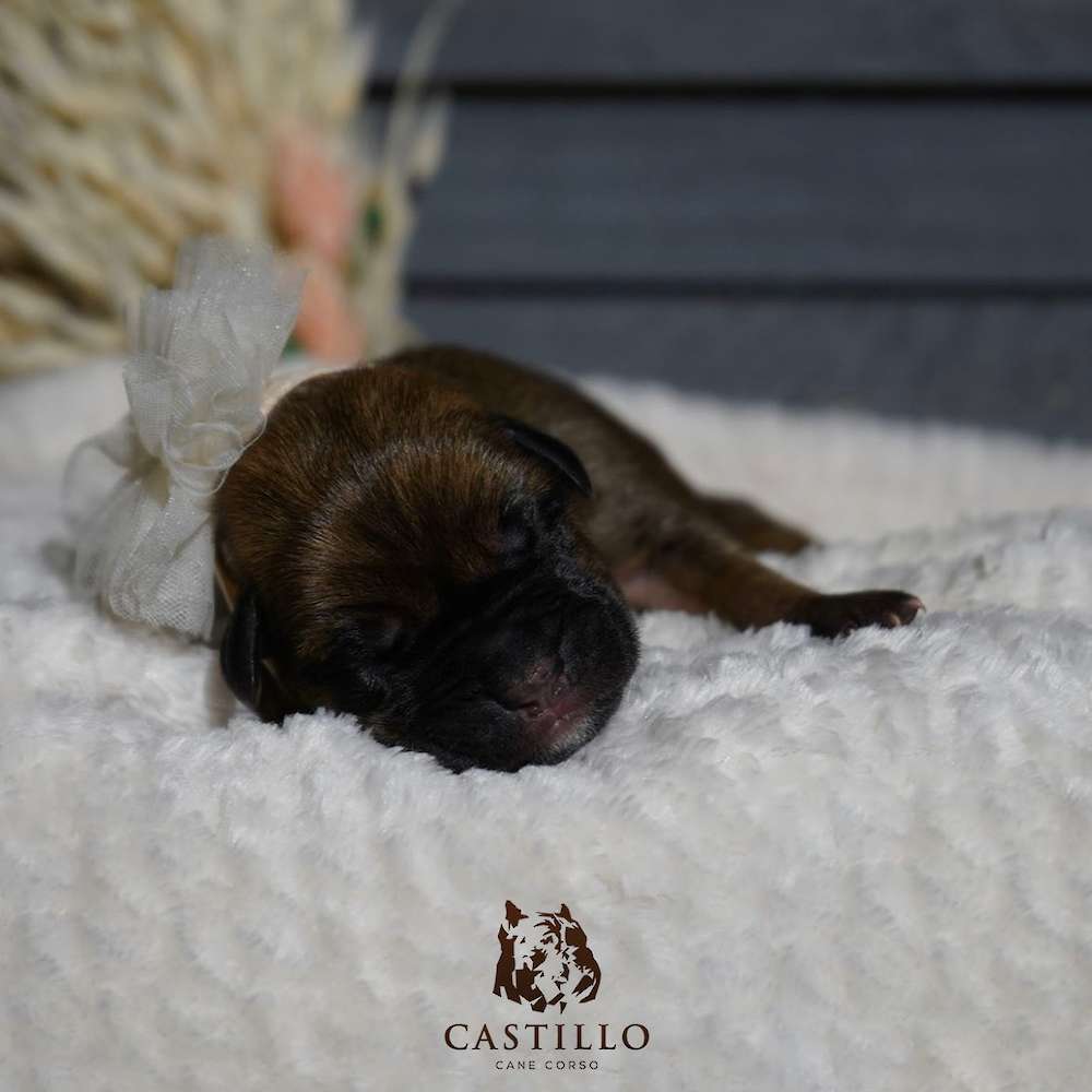 Apollo X Bvlgari Litter A