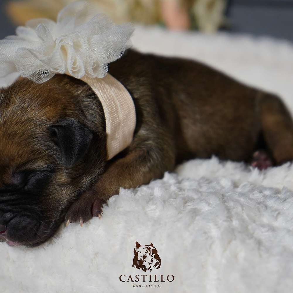 Apollo X Bvlgari Litter A