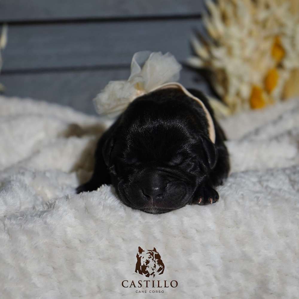 Apollo X Bvlgari Litter A