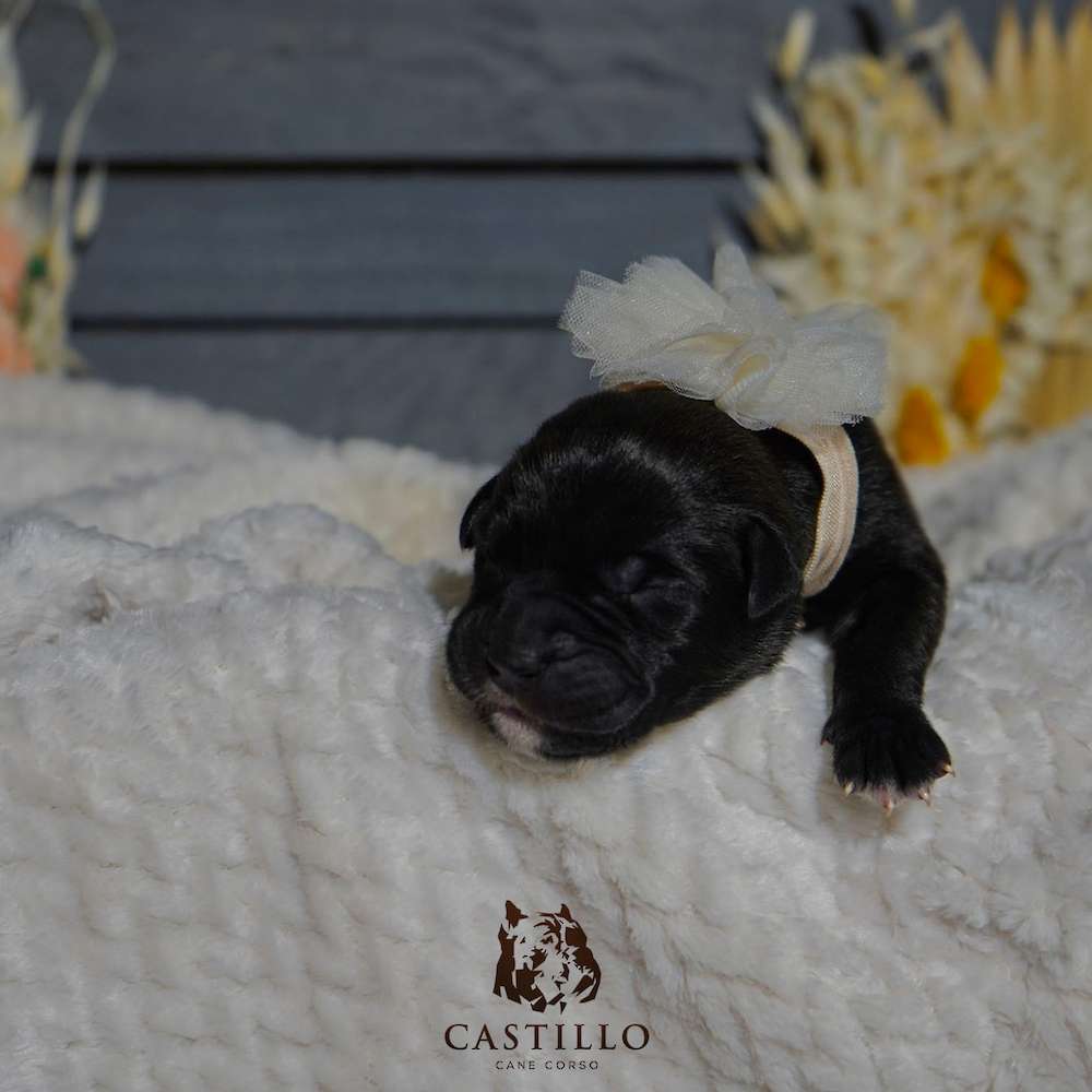 Apollo X Bvlgari Litter A