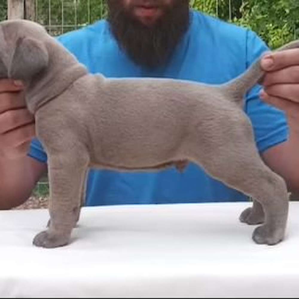 Vikingo Corsos Del Sur-Argentina