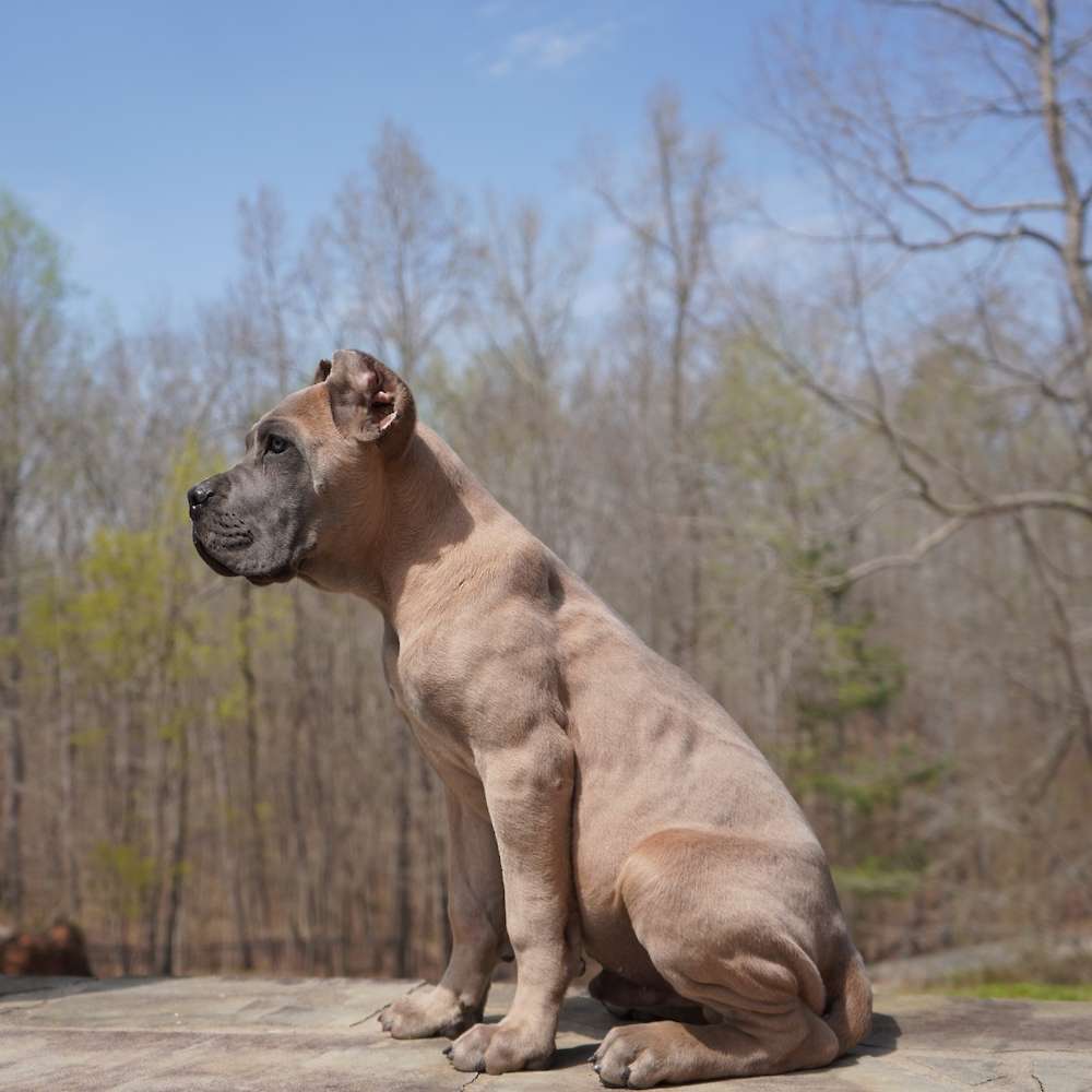 Vikingo Corsos Del Sur-Argentina
