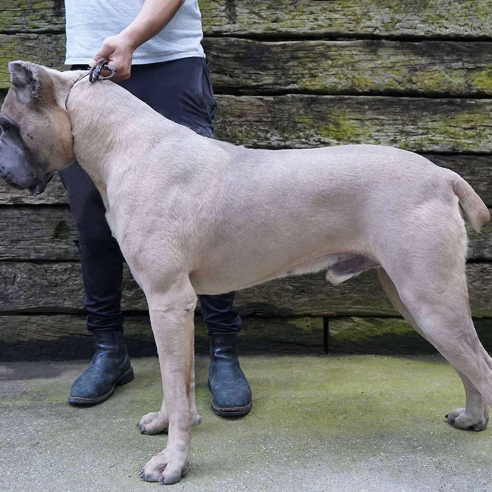 Vikingo Corsos Del Sur-Argentina