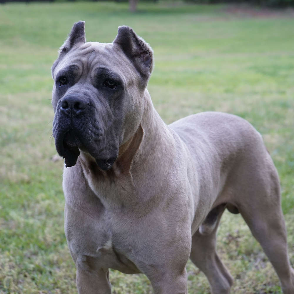 Vikingo Corsos Del Sur-Argentina