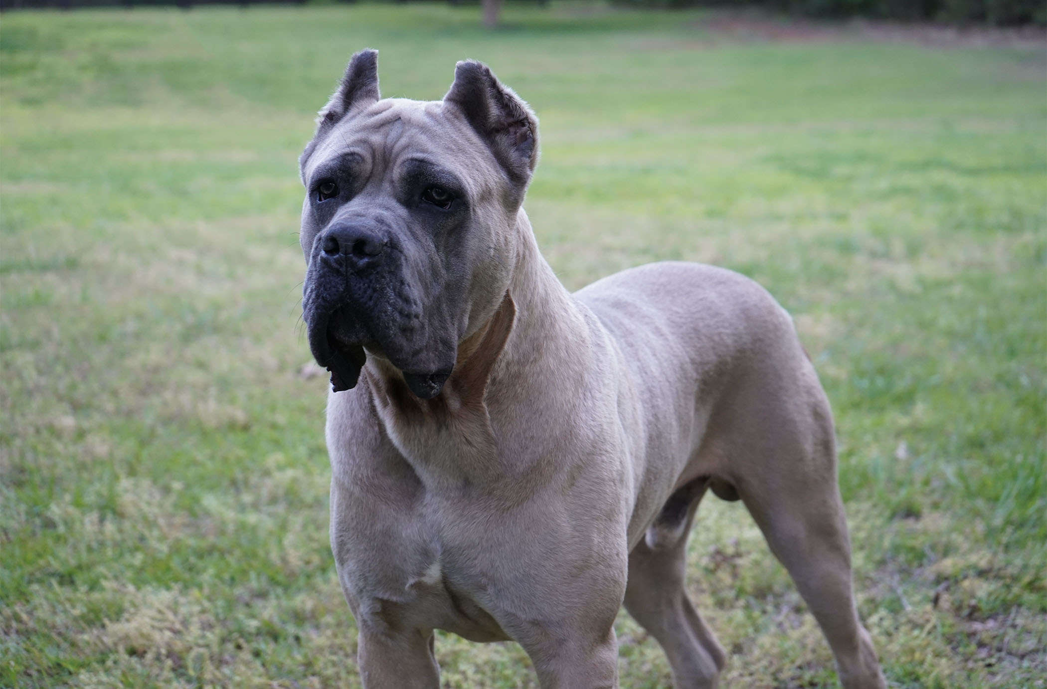 Vikingo Corsos Del Sur-Argentina