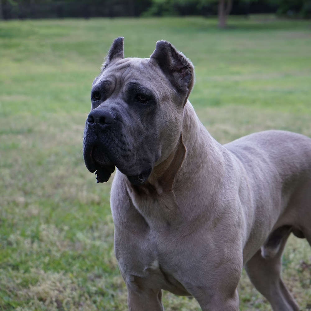 Vikingo Corsos Del Sur-Argentina