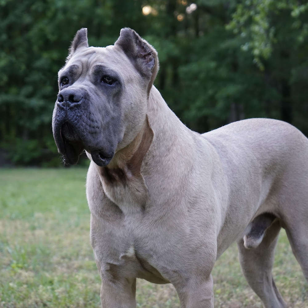 Vikingo Corsos Del Sur-Argentina