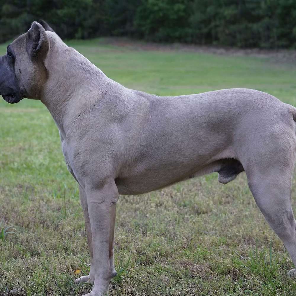 Vikingo Corsos Del Sur-Argentina