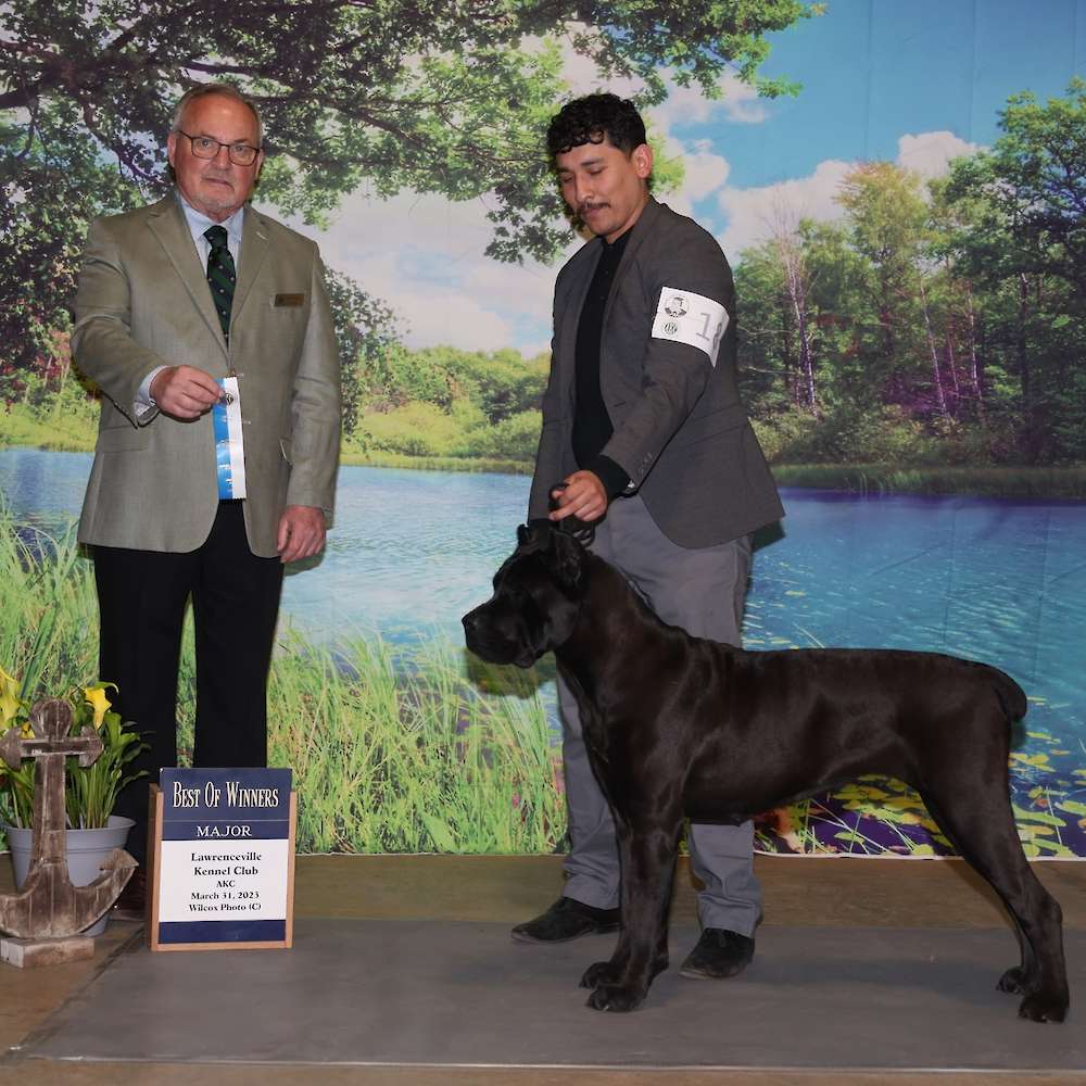 Avon Di T Cane Dos Talarico