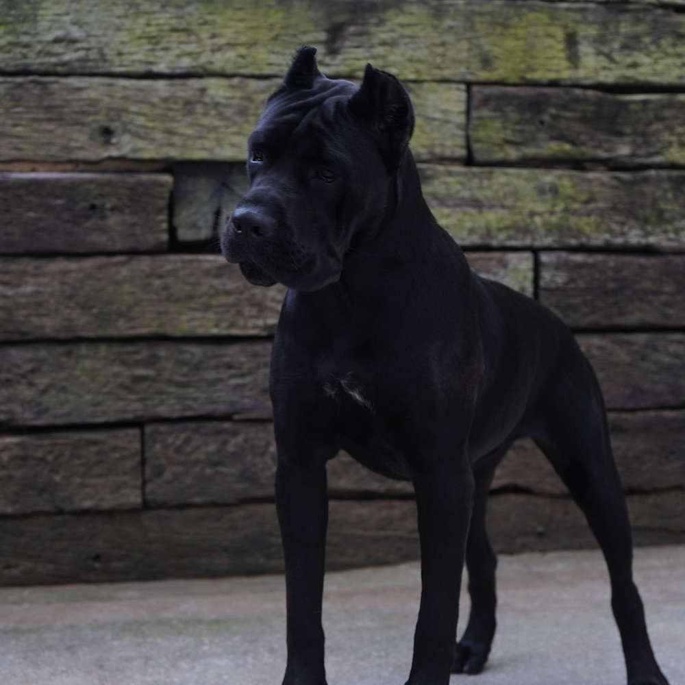 Avon Di T Cane Dos Talarico