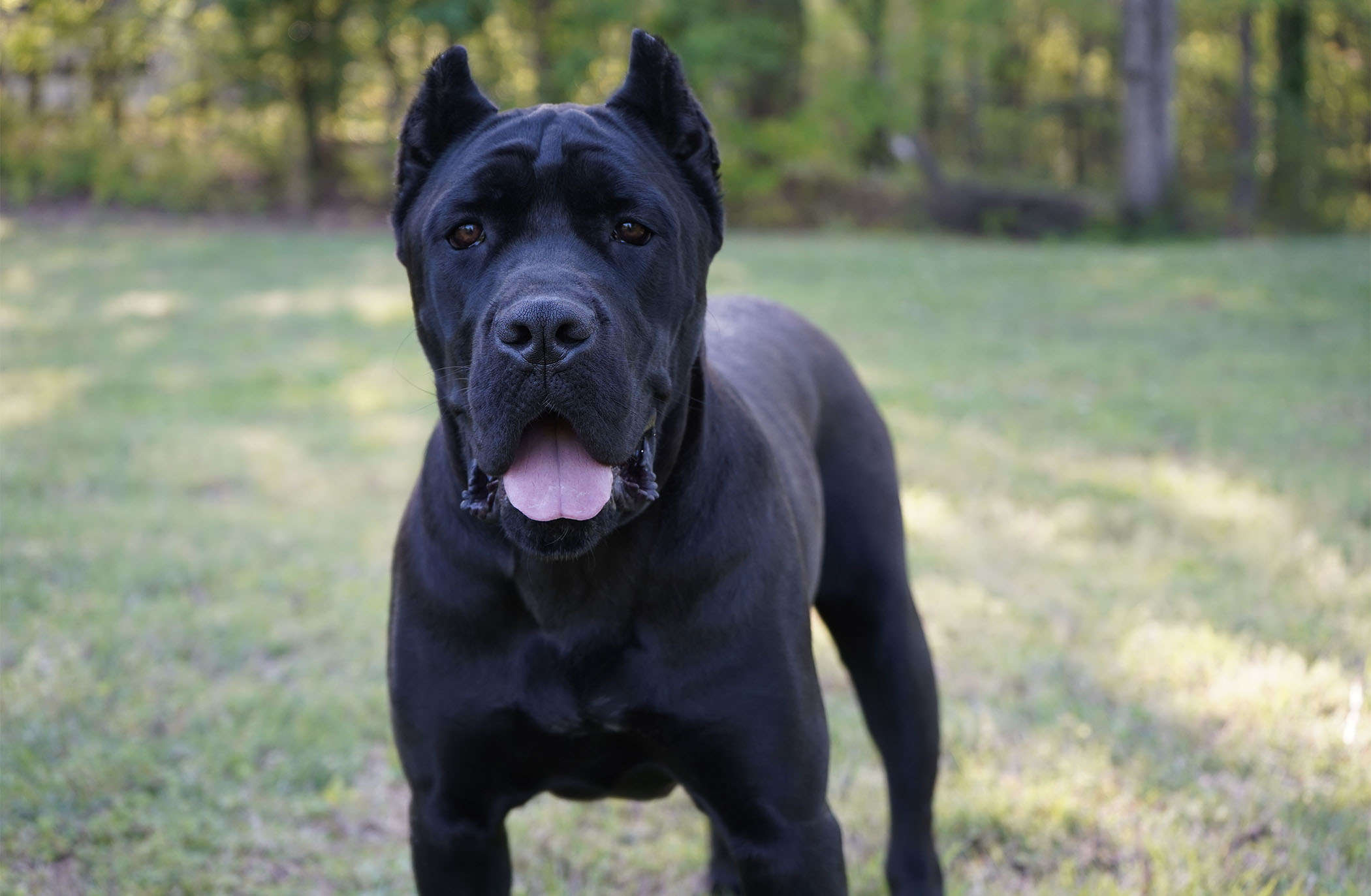 Avon Di T Cane Dos Talarico