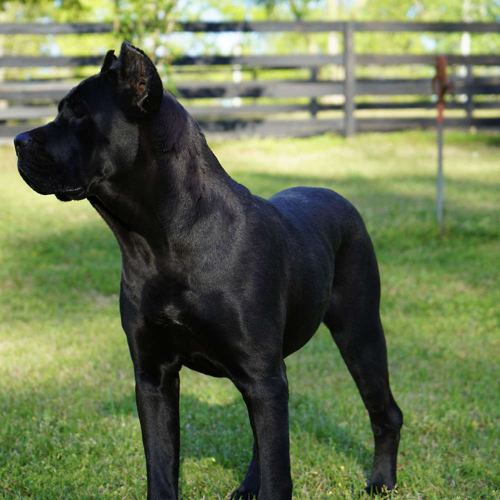 Avon Di T Cane Dos Talarico