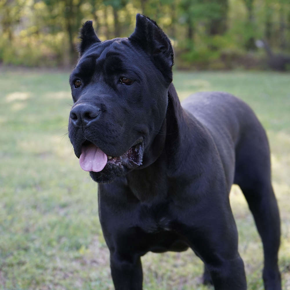 Avon Di T Cane Dos Talarico