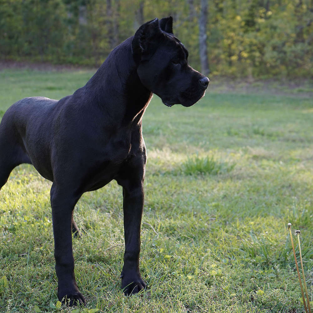 Avon Di T Cane Dos Talarico