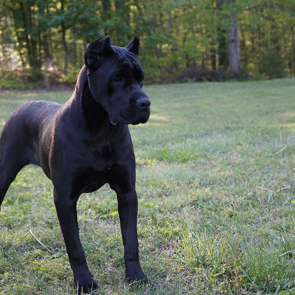 Avon Di T Cane Dos Talarico