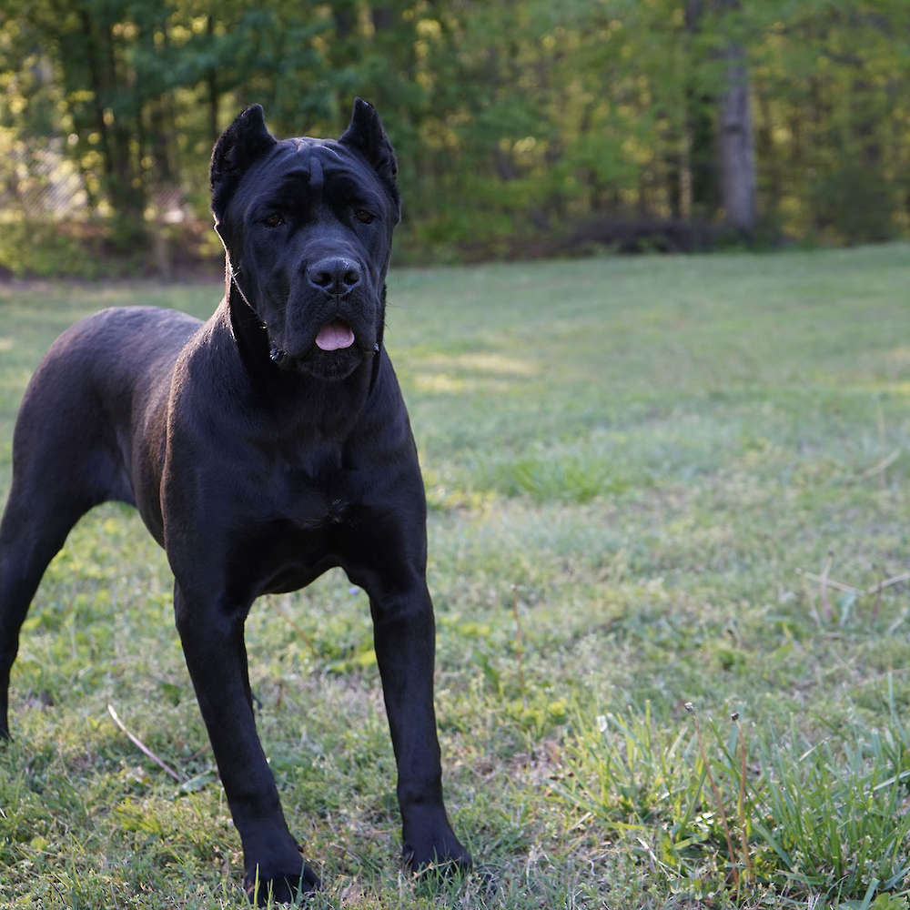 Avon Di T Cane Dos Talarico