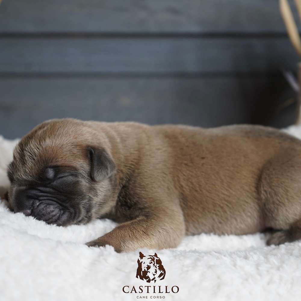 Batista X Bvlgari Litter A