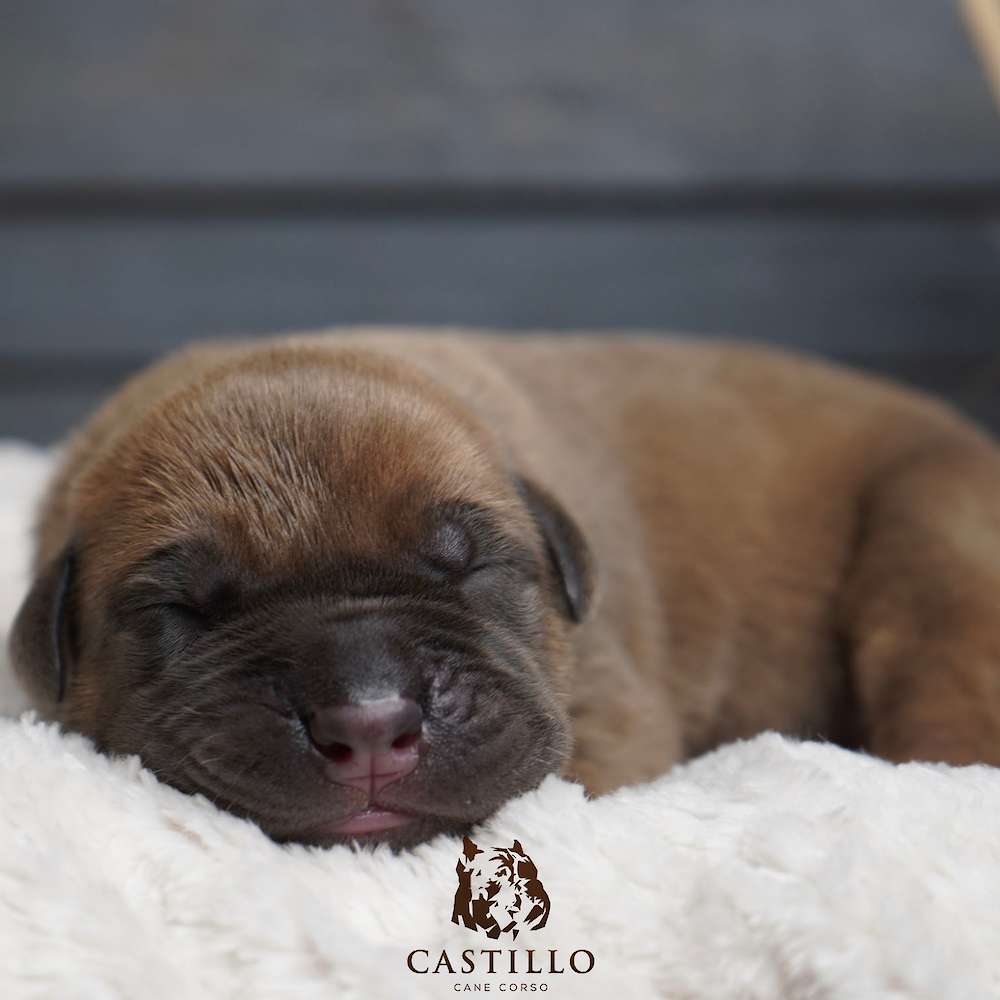 Batista X Bvlgari Litter A