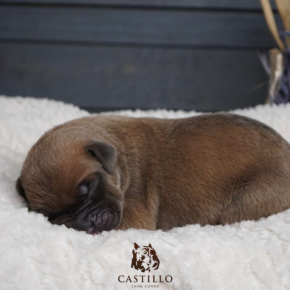 Batista X Bvlgari Litter A