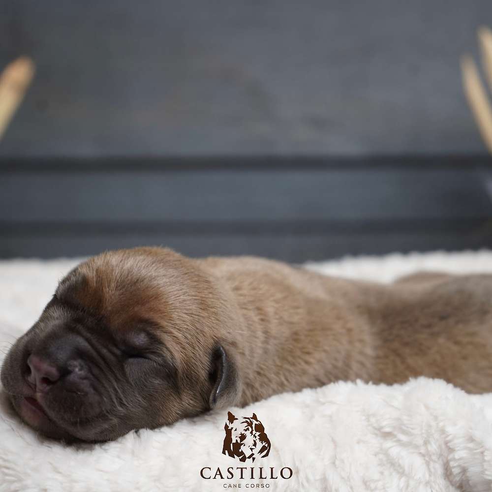 Batista X Bvlgari Litter A