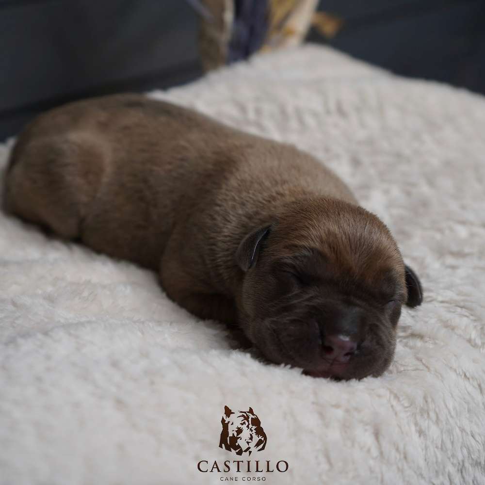 Batista X Bvlgari Litter A