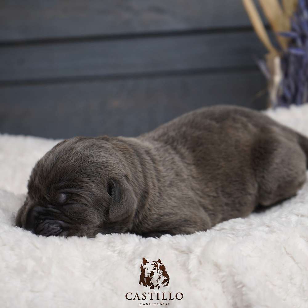 Batista X Bvlgari Litter A