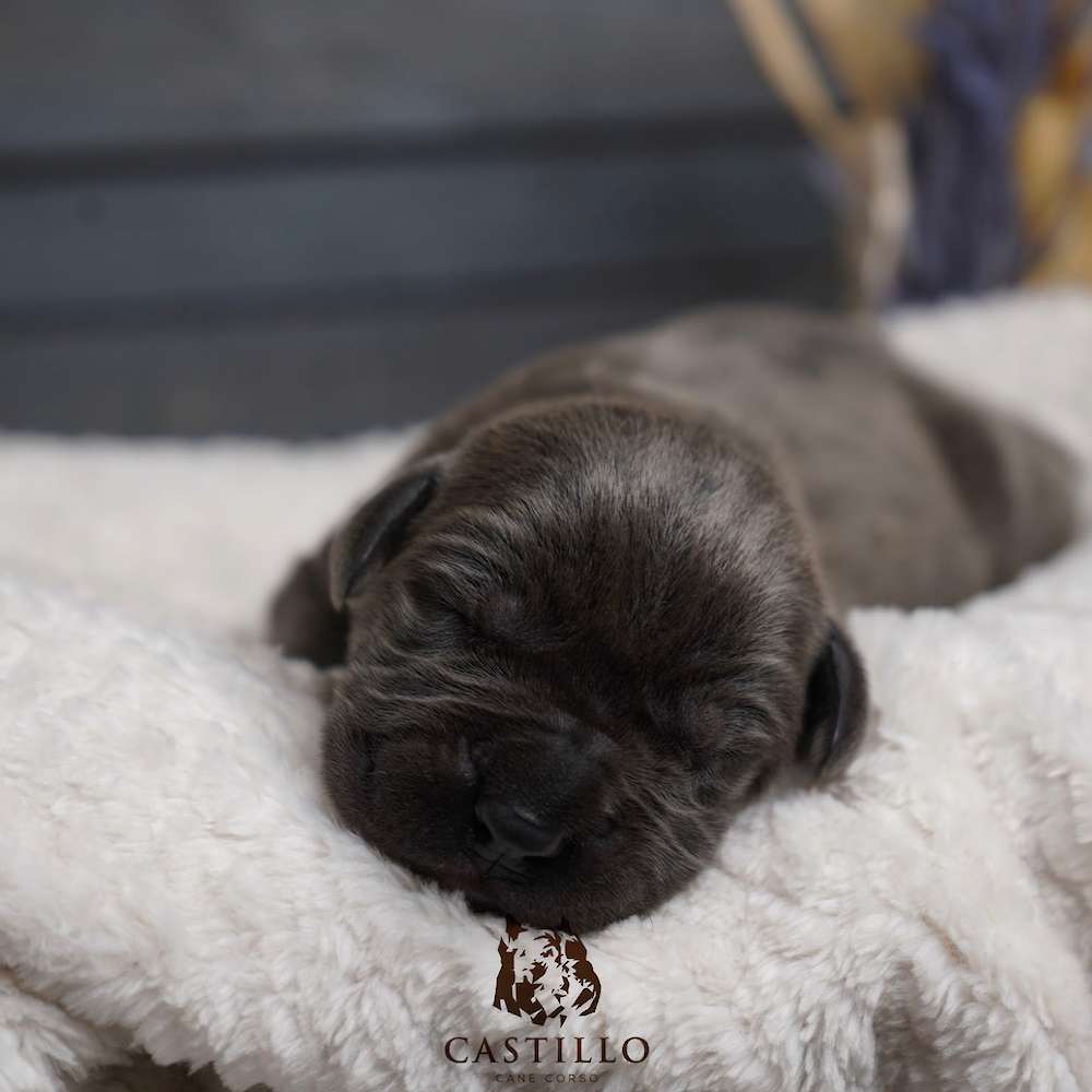 Batista X Bvlgari Litter A