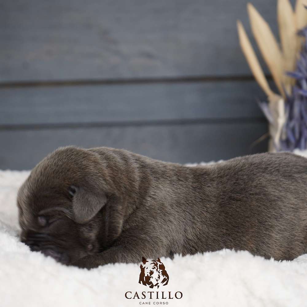 Batista X Bvlgari Litter A