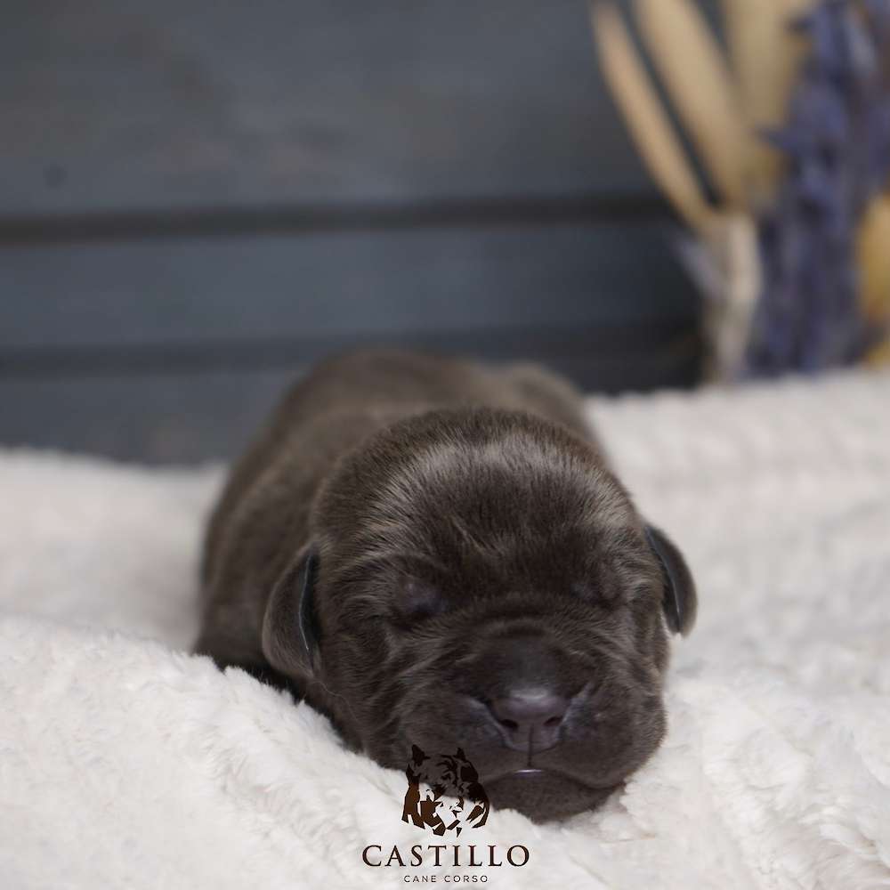 Batista X Bvlgari Litter A