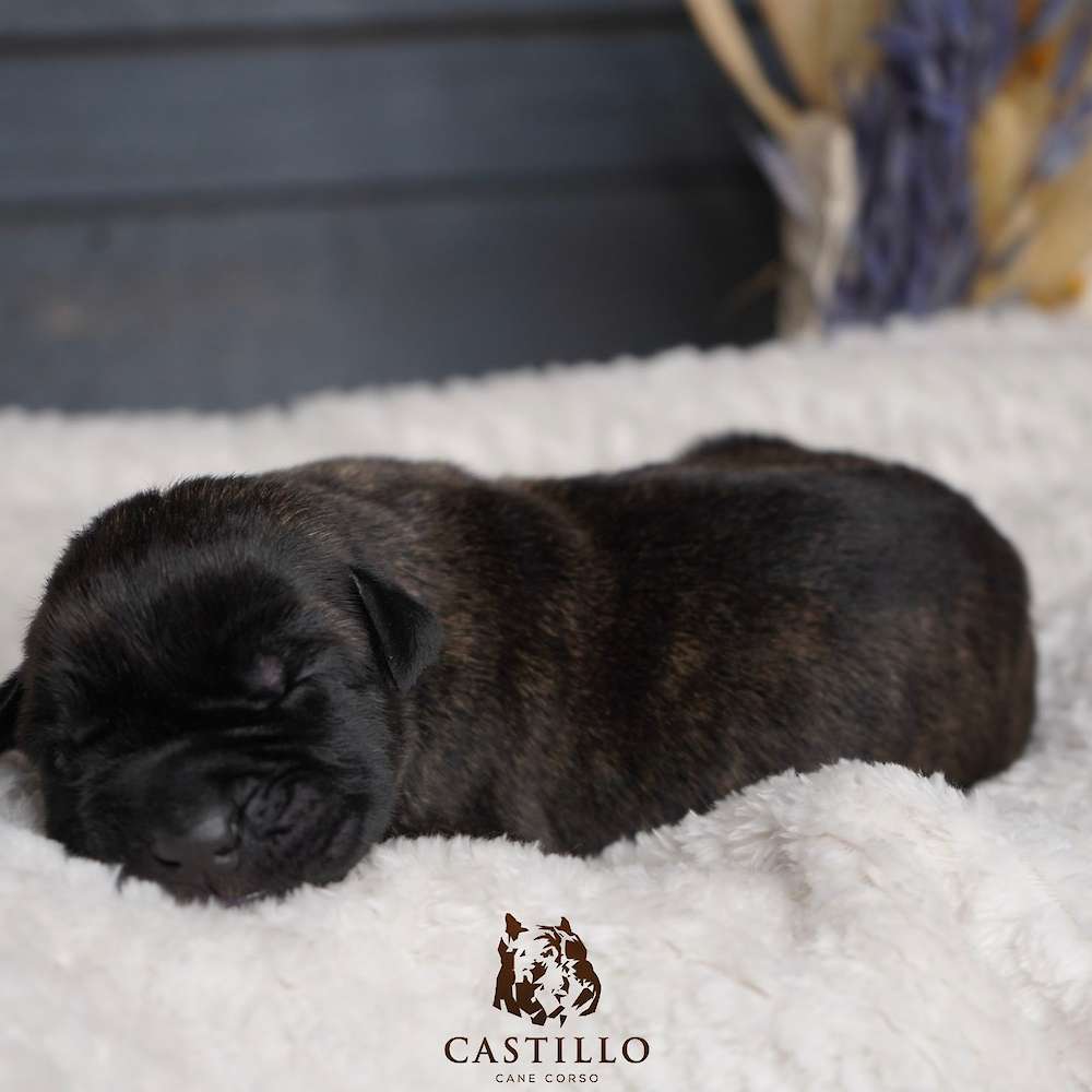 Batista X Bvlgari Litter A