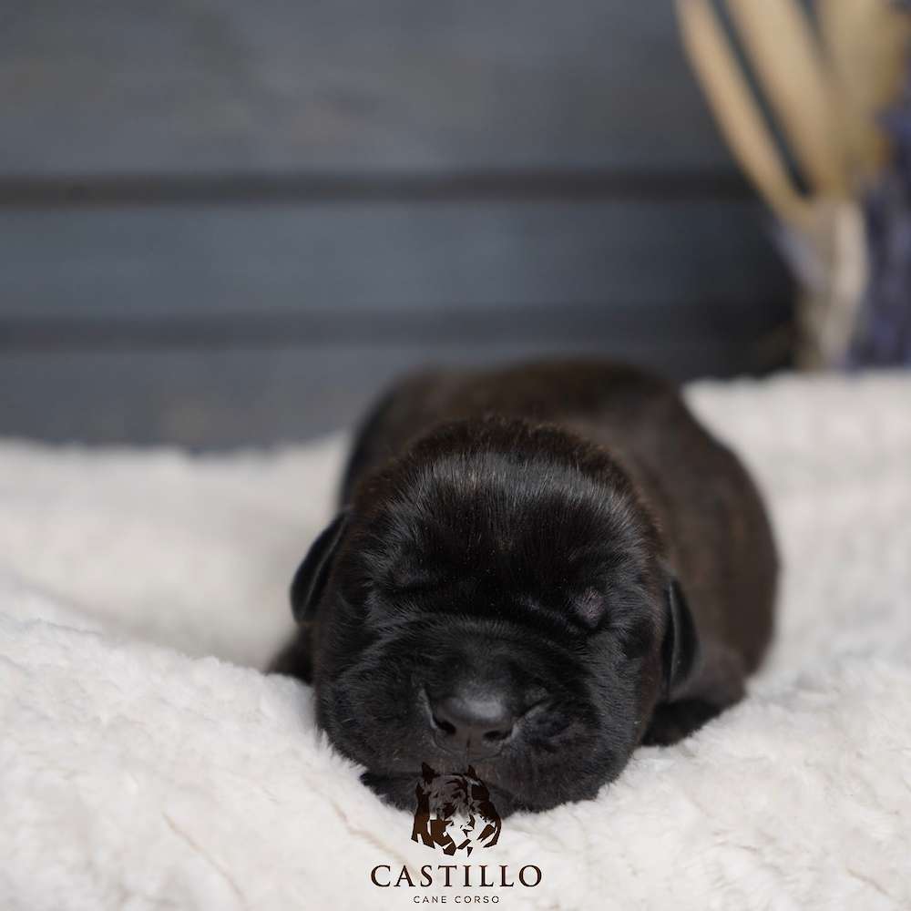 Batista X Bvlgari Litter A