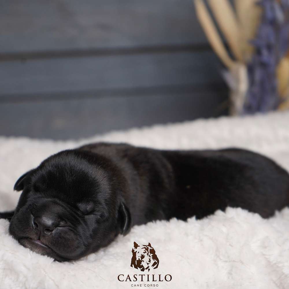 Batista X Bvlgari Litter A