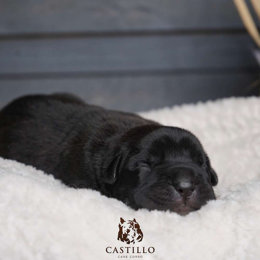 Batista X Bvlgari Litter A