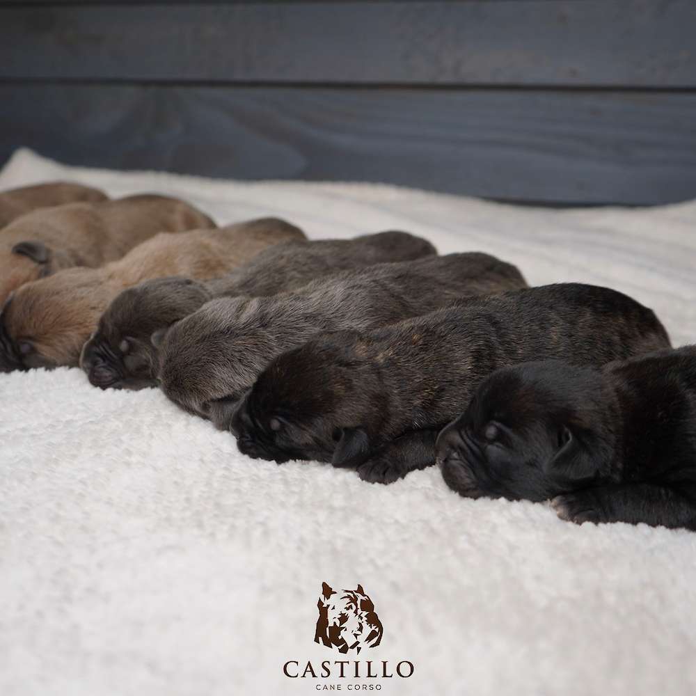 Batista X Bvlgari Litter A