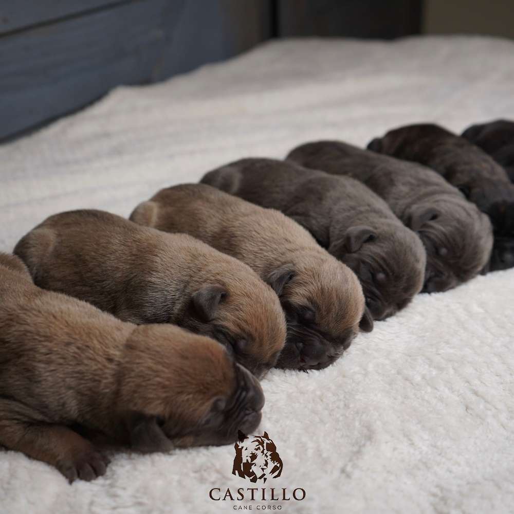 Batista X Bvlgari Litter A