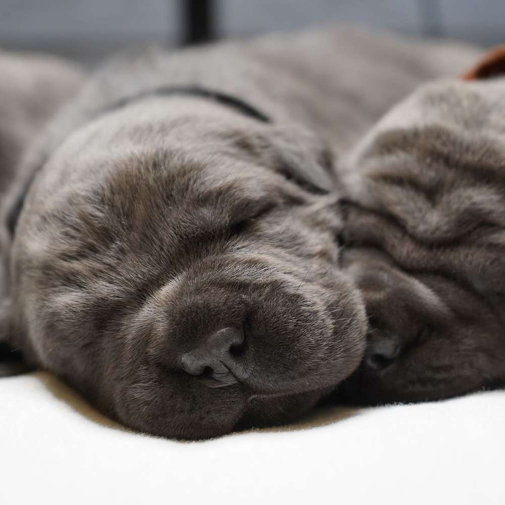 Manuel X Midnight Litter A