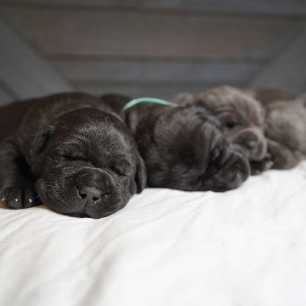 Manuel X Midnight Litter A