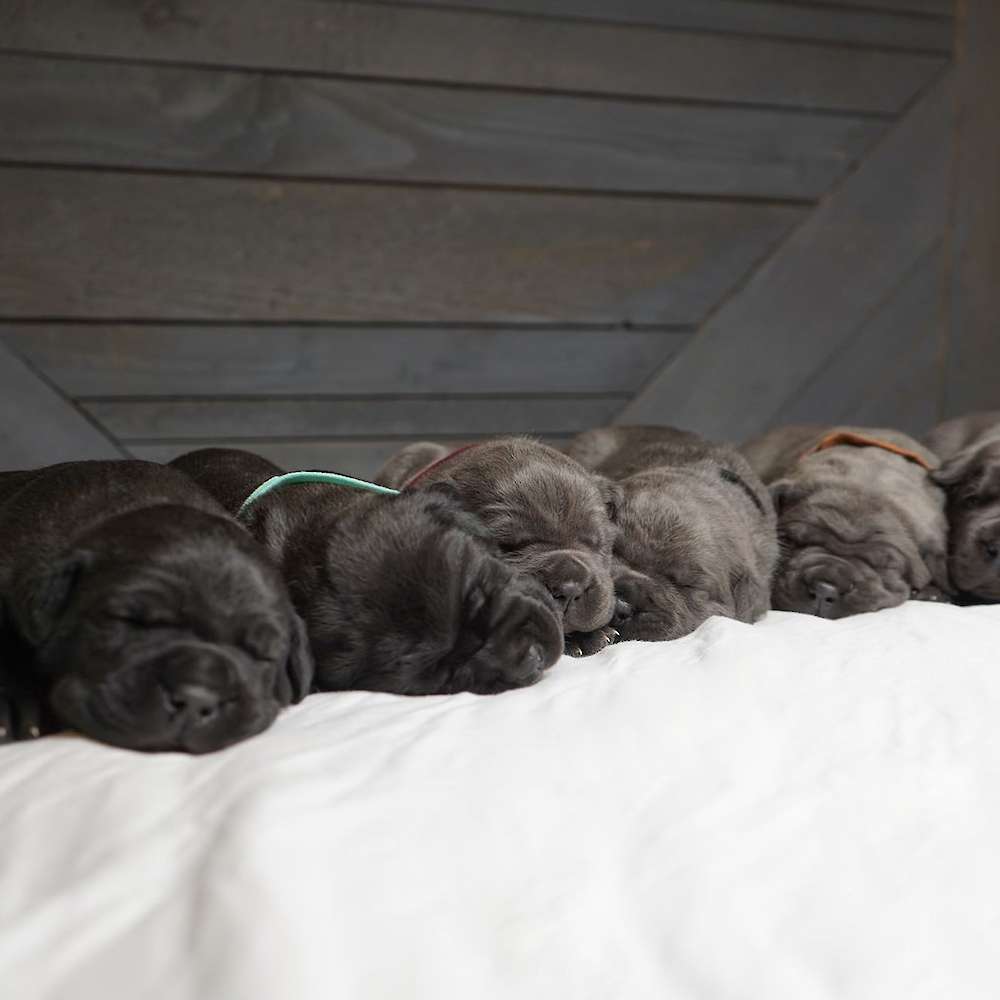 Manuel X Midnight Litter A