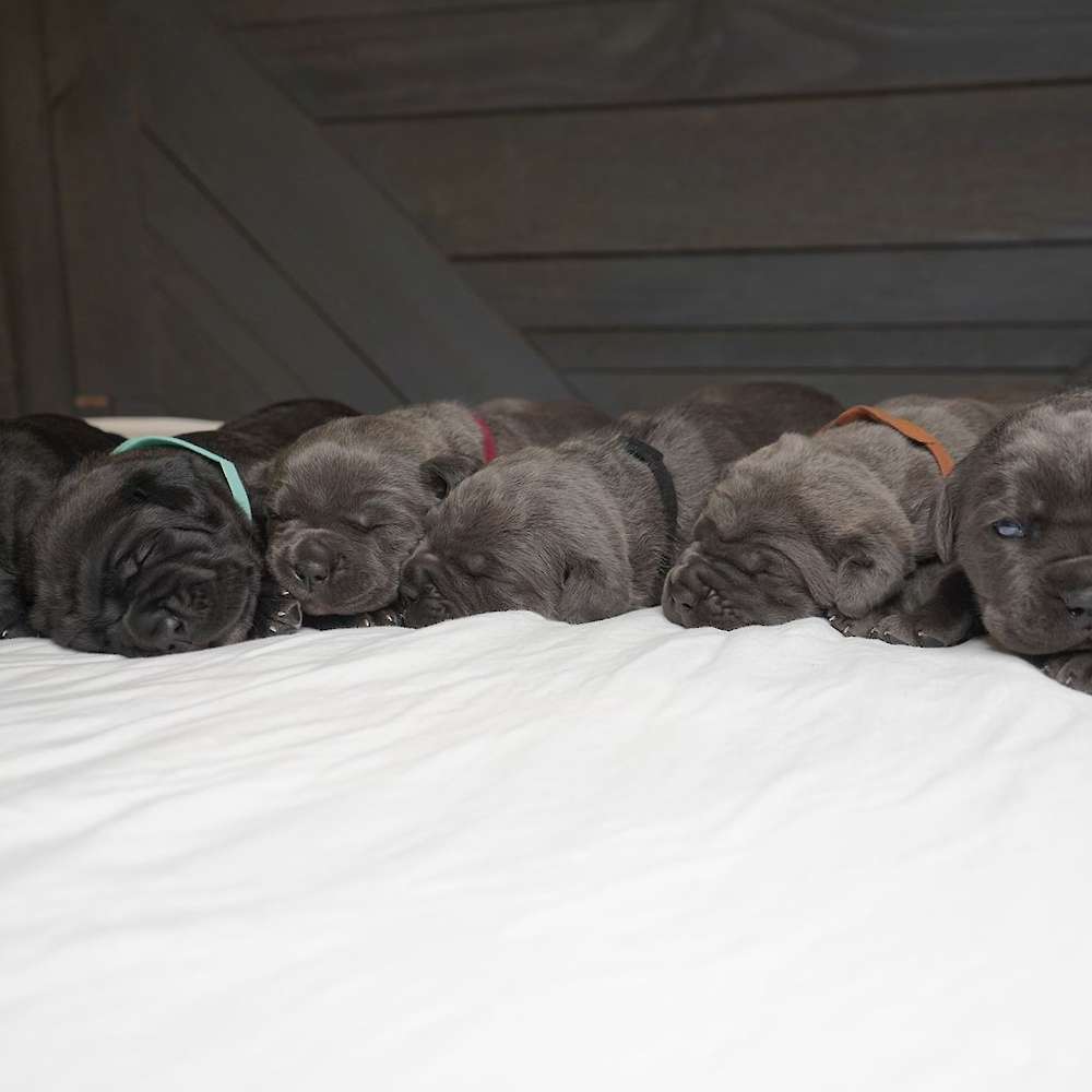 Manuel X Midnight Litter A