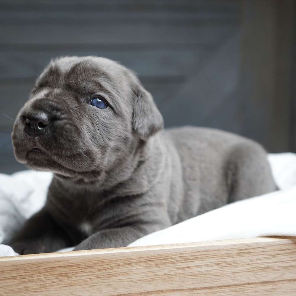 Manuel X Midnight Litter A