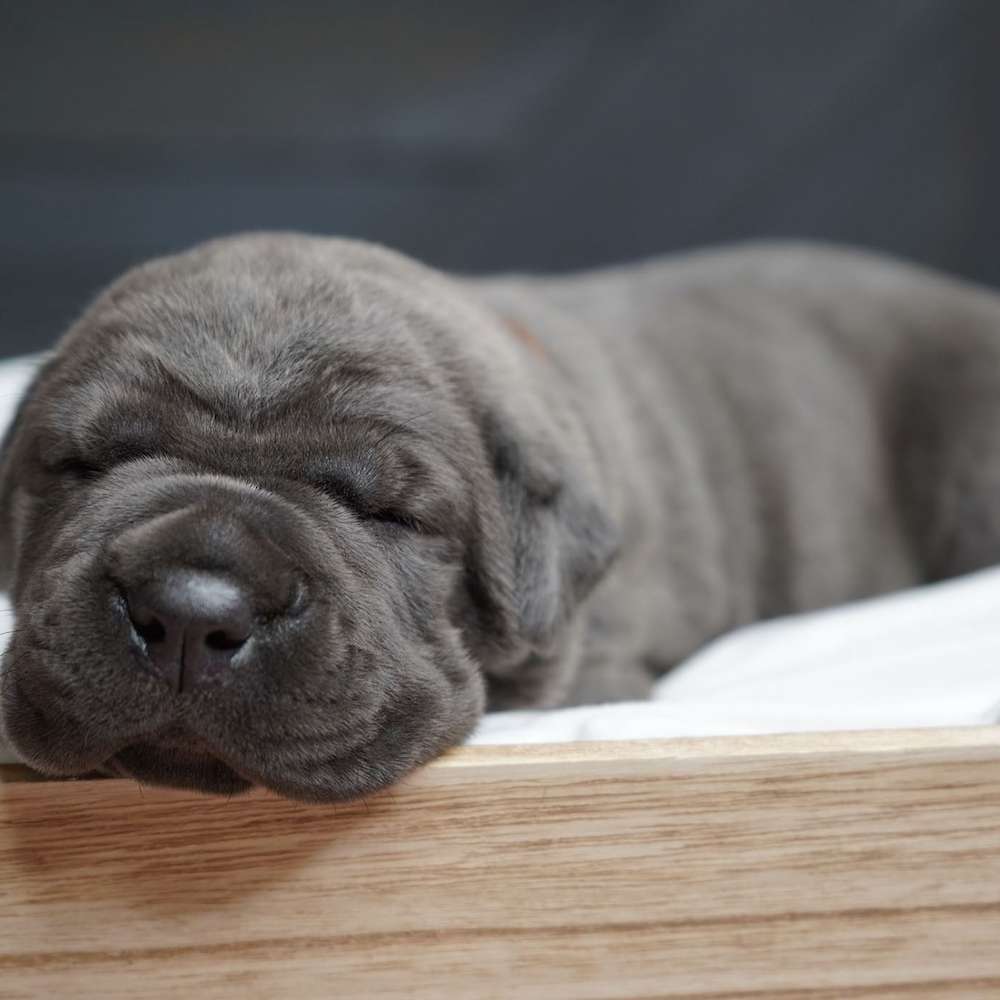 Manuel X Midnight Litter A