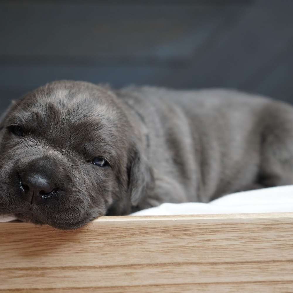 Manuel X Midnight Litter A