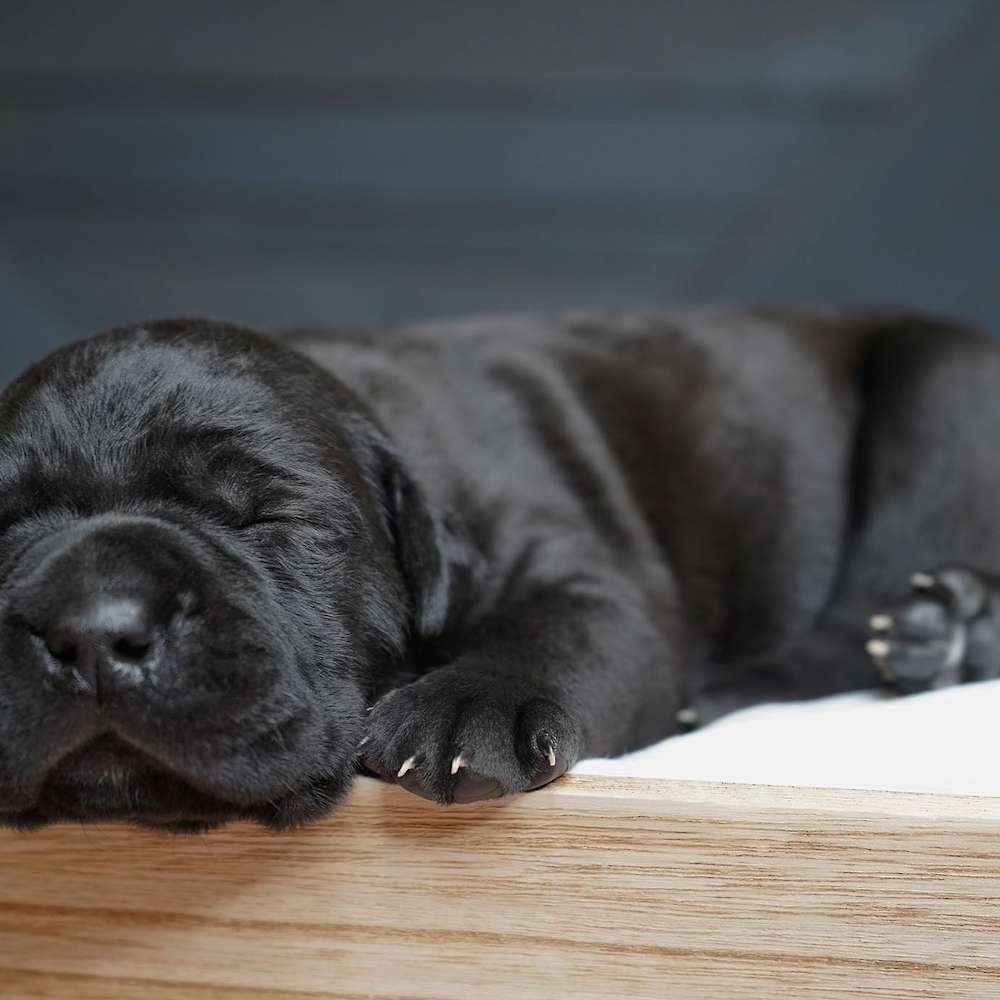 Manuel X Midnight Litter A