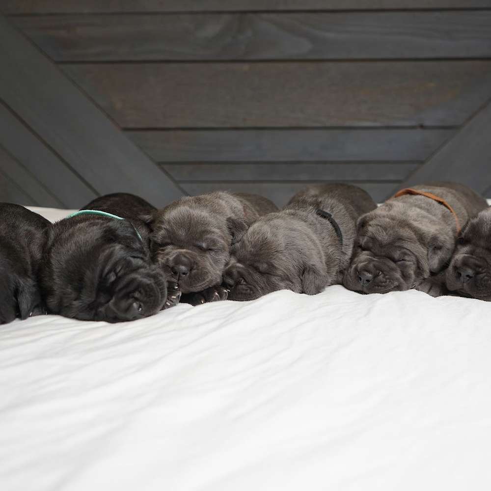 Litter A - Manuel X Midnight